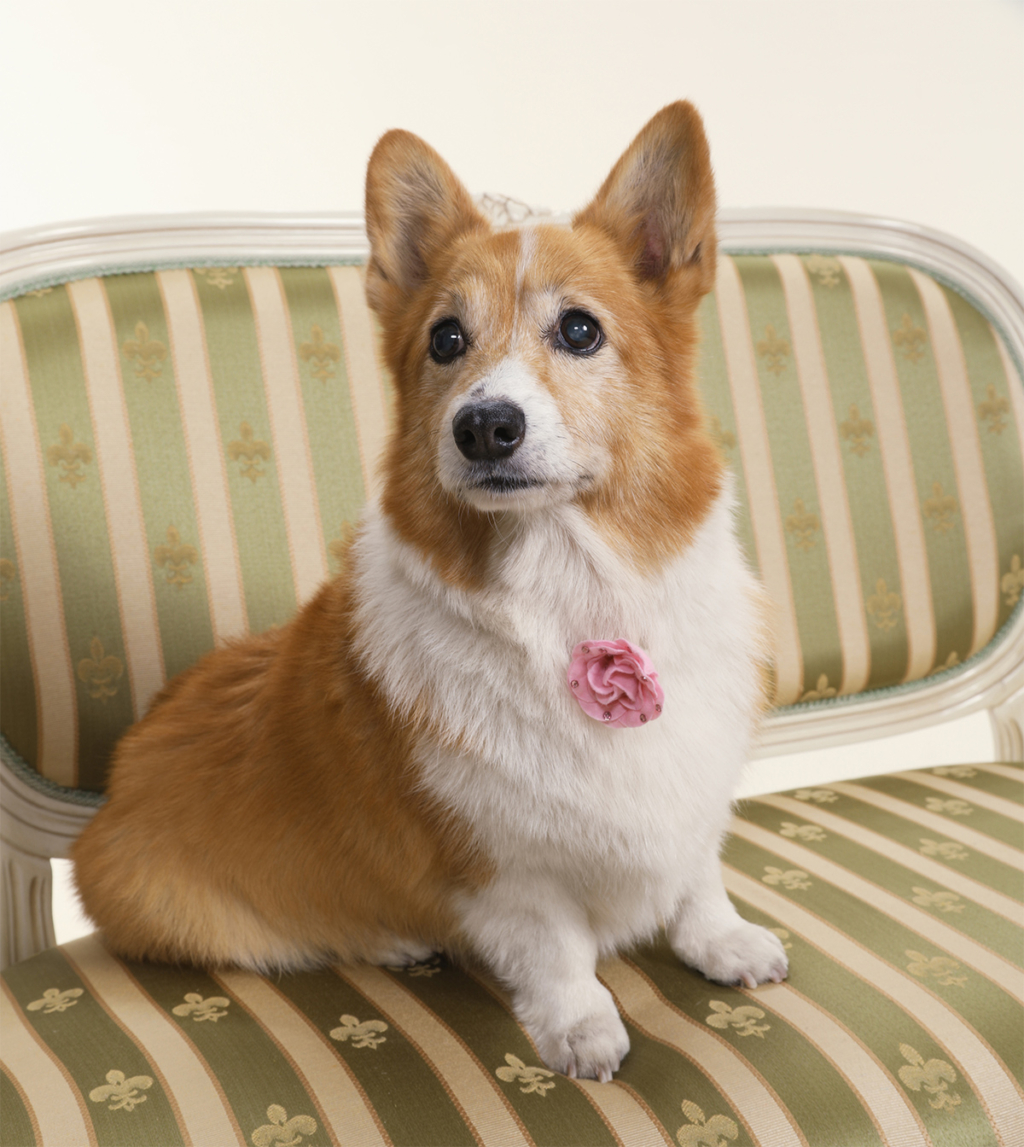 ペット 犬 猫 うさぎなどの小動物 記念写真 千葉そごう写真館