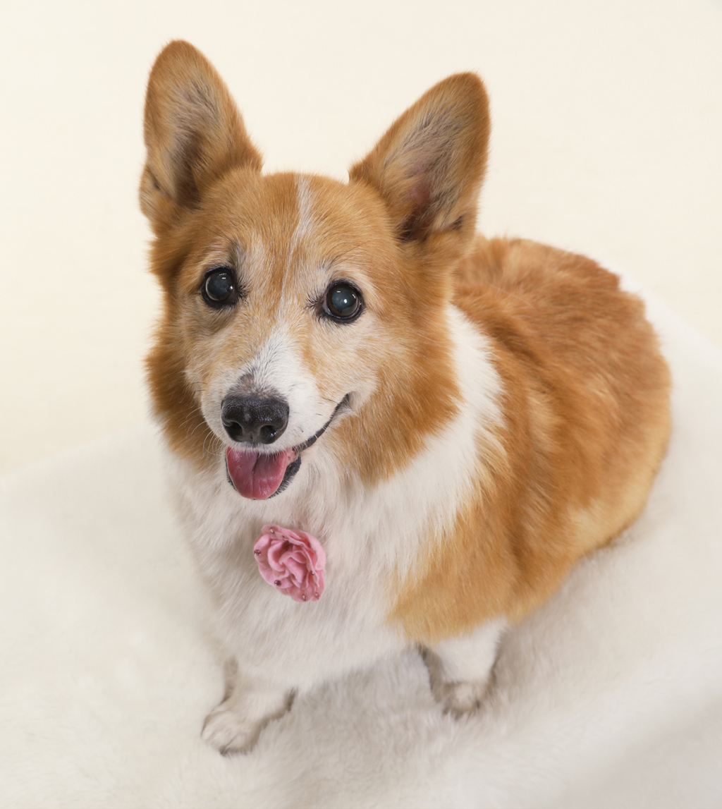 ペット 犬 猫 うさぎなどの小動物 記念写真 千葉そごう写真館